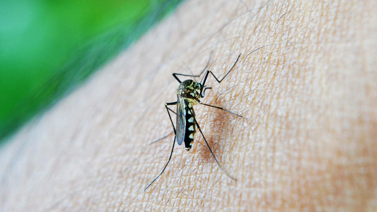 komary